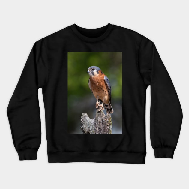 American Kestrel Crewneck Sweatshirt by dalekincaid